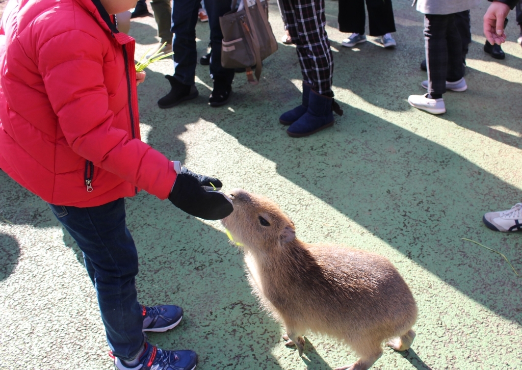 伊豆シャボテン公園 カピバラのえさやり