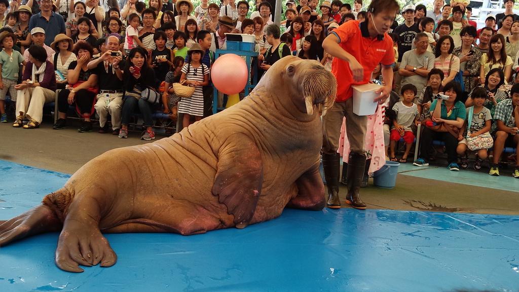 鳥羽水族館　セイウチショー