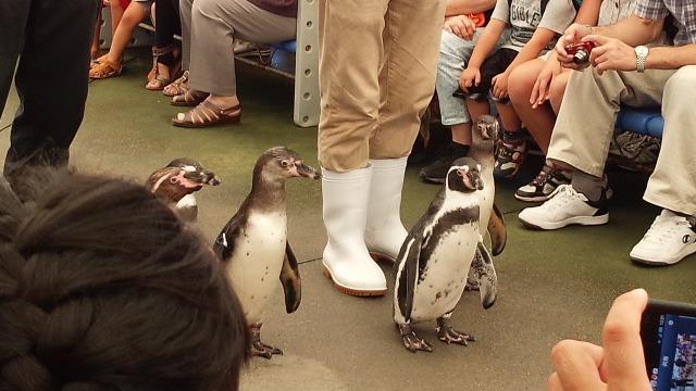 鳥羽水族館　ペンギンの行進