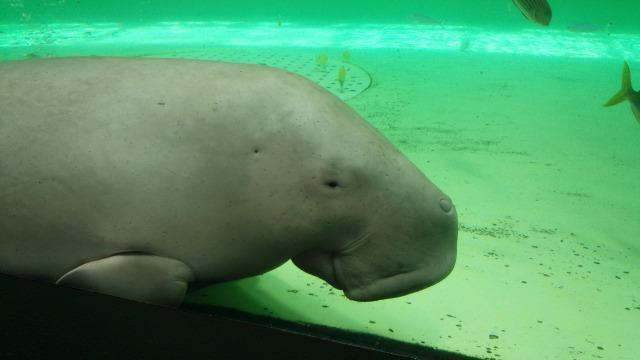 鳥羽水族館　ジュゴン