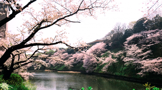 牛が淵の桜