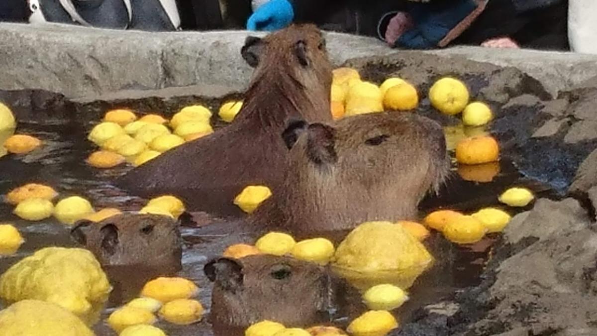 伊豆シャボテン公園 カピバラ