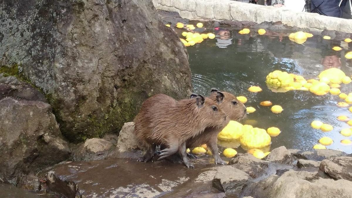 伊豆シャボテン公園 カピバラの赤ちゃん