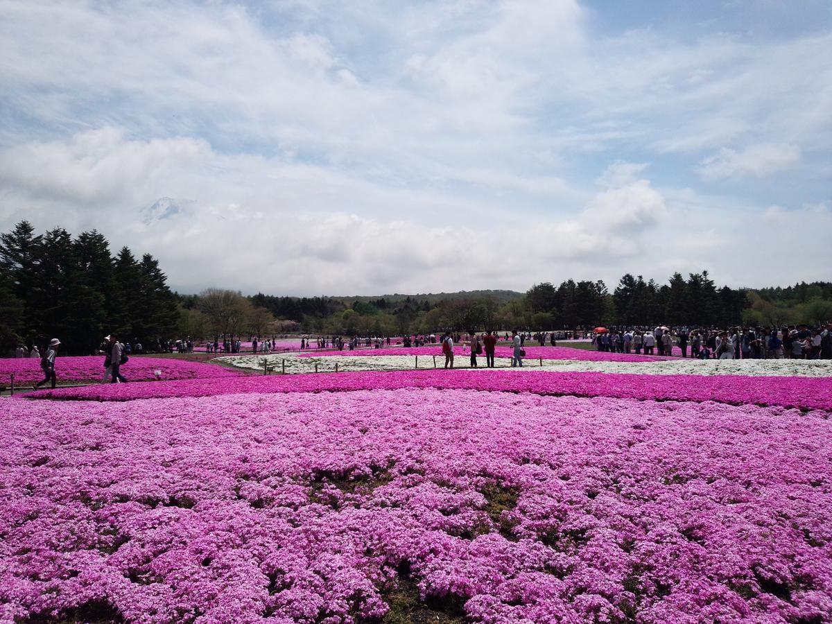 本栖湖 芝桜