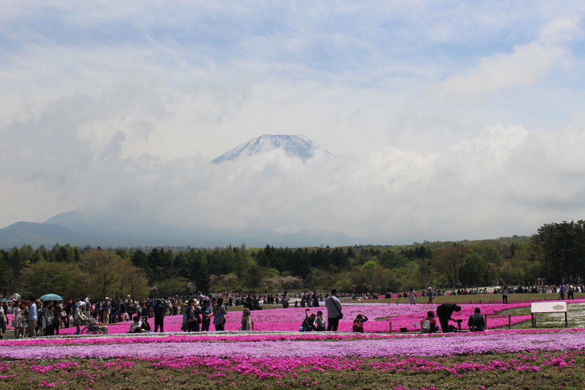 本栖湖　芝桜と富士山