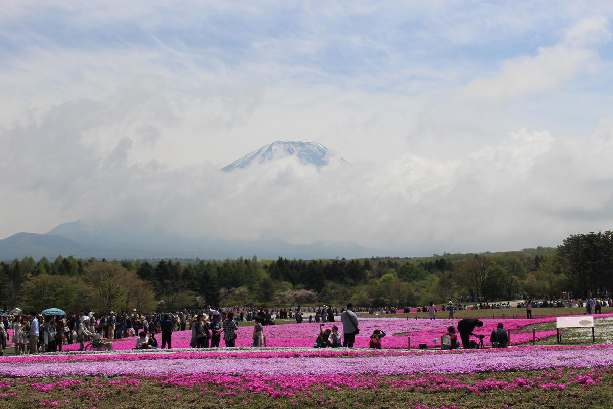 本栖湖 芝桜と富士山