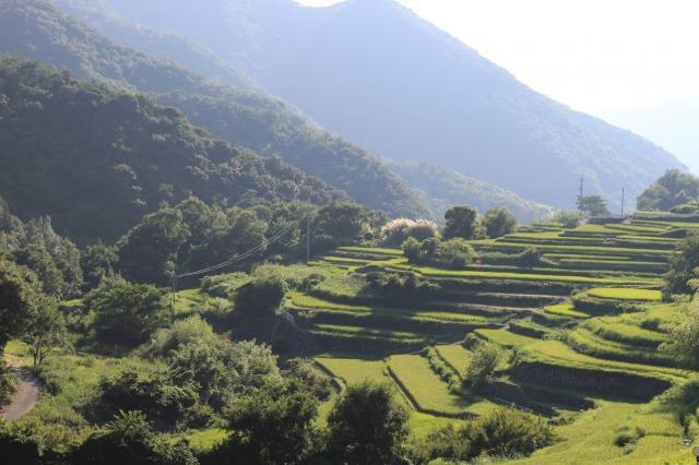 小豆島　中山千枚田