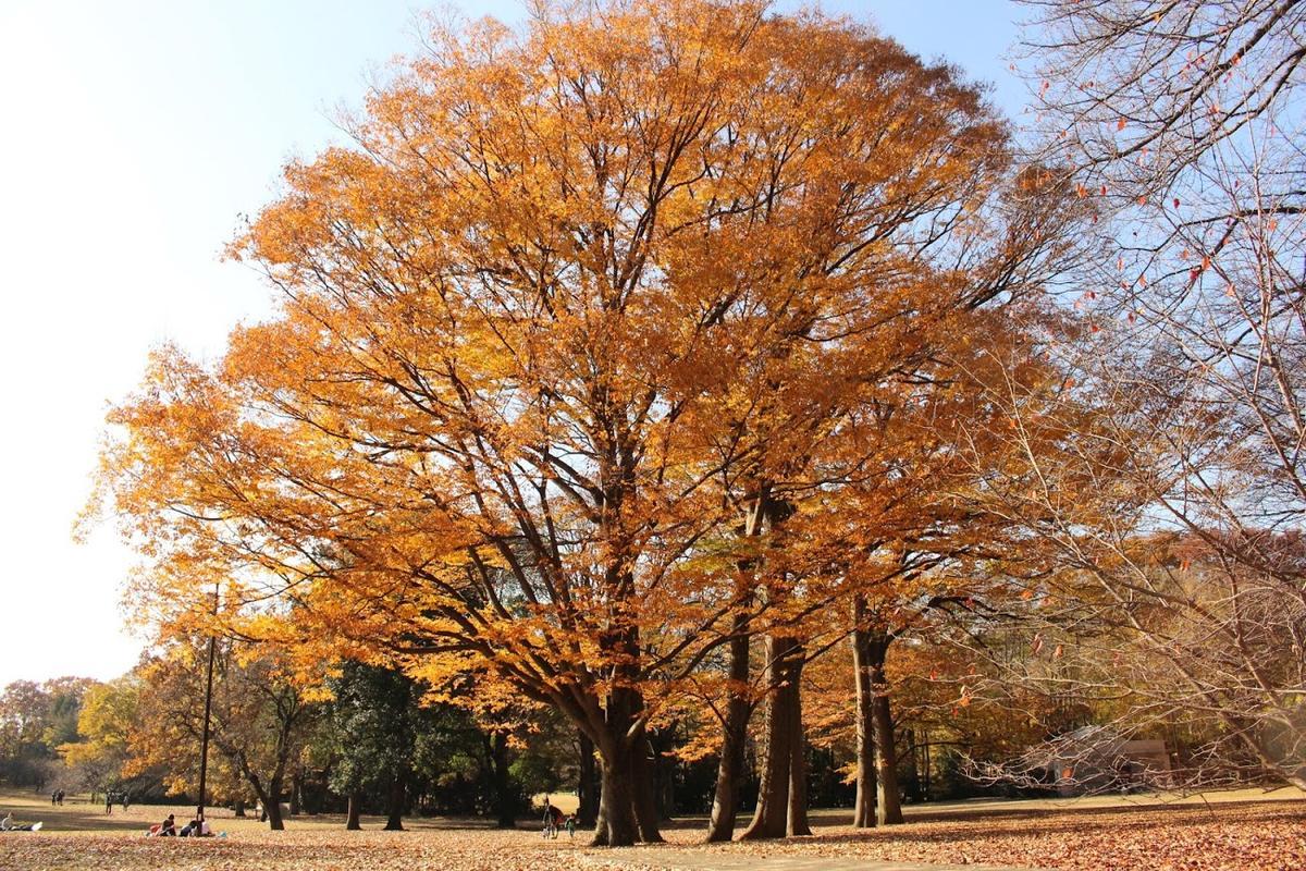 砧公園　紅葉