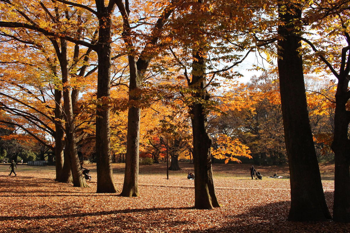 砧公園　紅葉