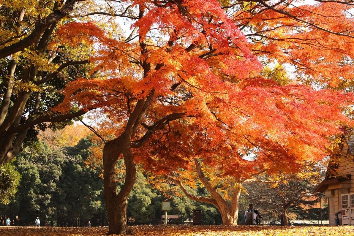 砧公園　紅葉