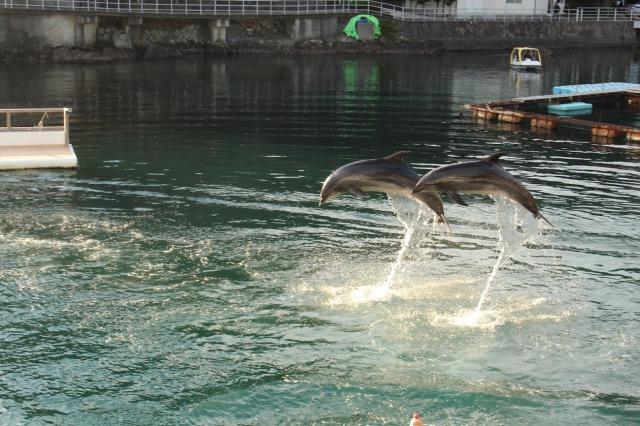 下田海中水族館