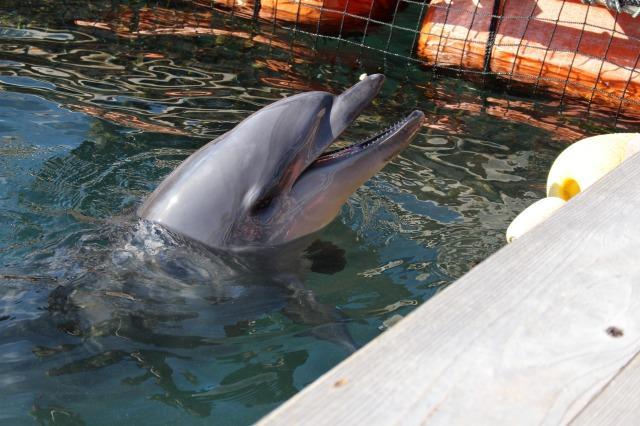 下田海中水族館